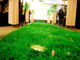 研摩の抵抗の住宅の屋内人工的な草、装飾的な擬似草 サプライヤー