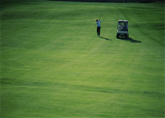中国 高い摩耗抵抗のゴルフ人工的な草のカーペットの家の屋外のゴルフ パット用グリーン サプライヤー