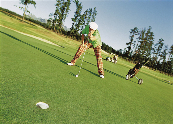 中国 ゴルフ パット用グリーンのための巻き毛の高密度人工的な草、ゴルフ偽造品の草 サプライヤー