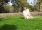 持続期間のMouldproof長いペット擬似草、紫外線抵抗の人工的な犬草 サプライヤー