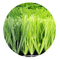 Gazon Artificial De Fotbal En-Grosの人工的な草のフットボールの草の総合的な草 サプライヤー