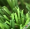 柔らかい手の感じおよび魅力的な色の密な表面の新しい人工的な草 サプライヤー